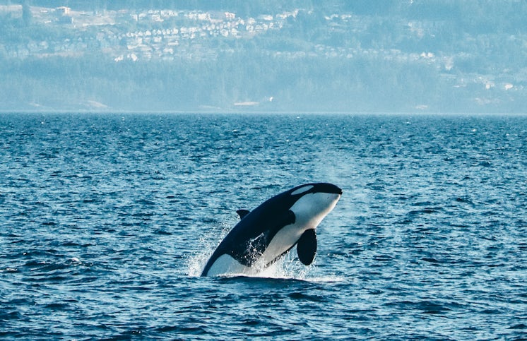 orca breaching wallpaper