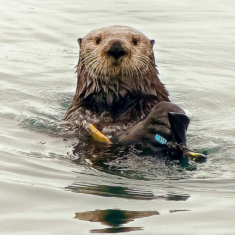 How to view wildlife in Los Osos| Baywood CA