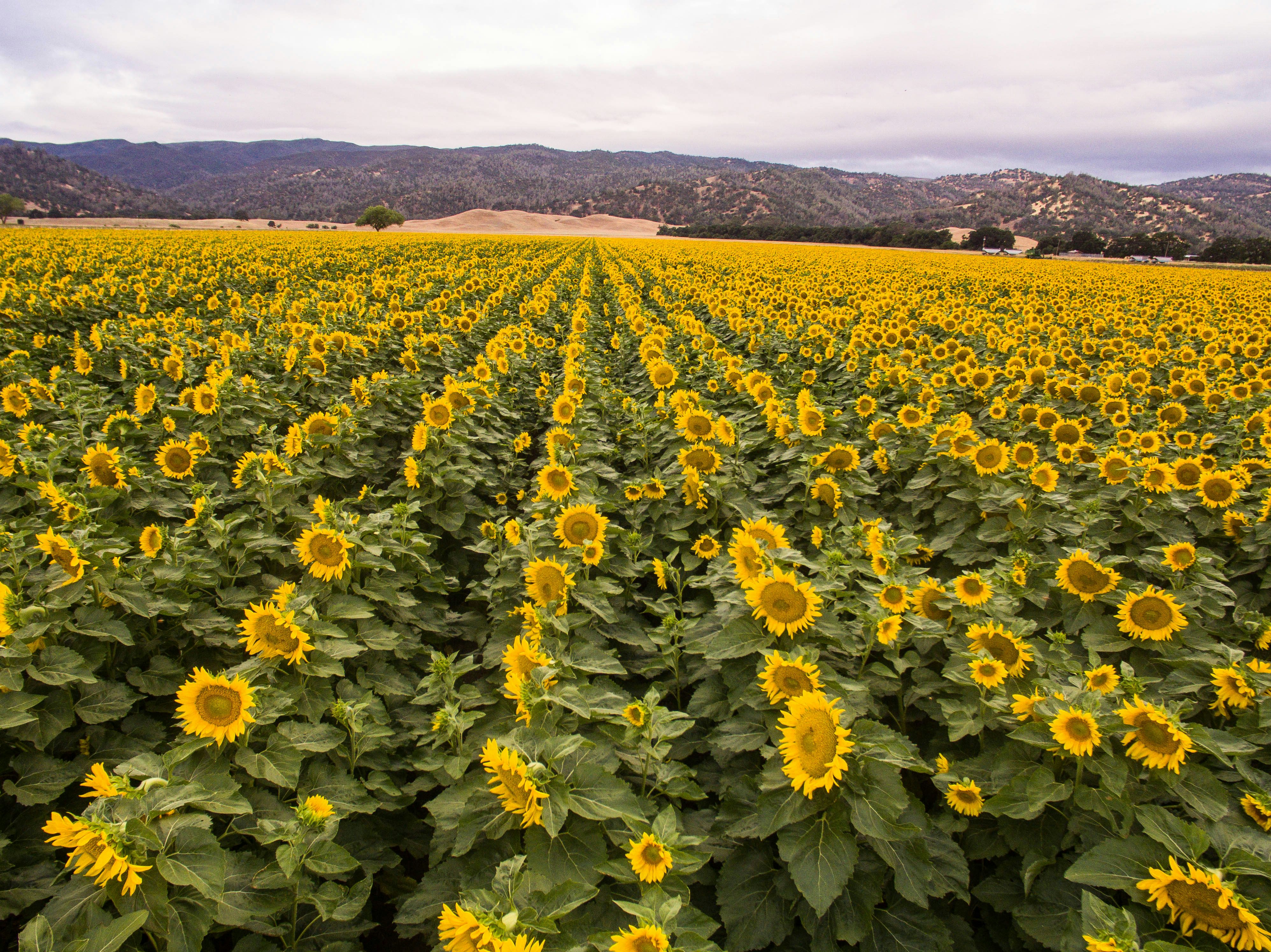 View the Sunflower Bloom in Yolo County, California