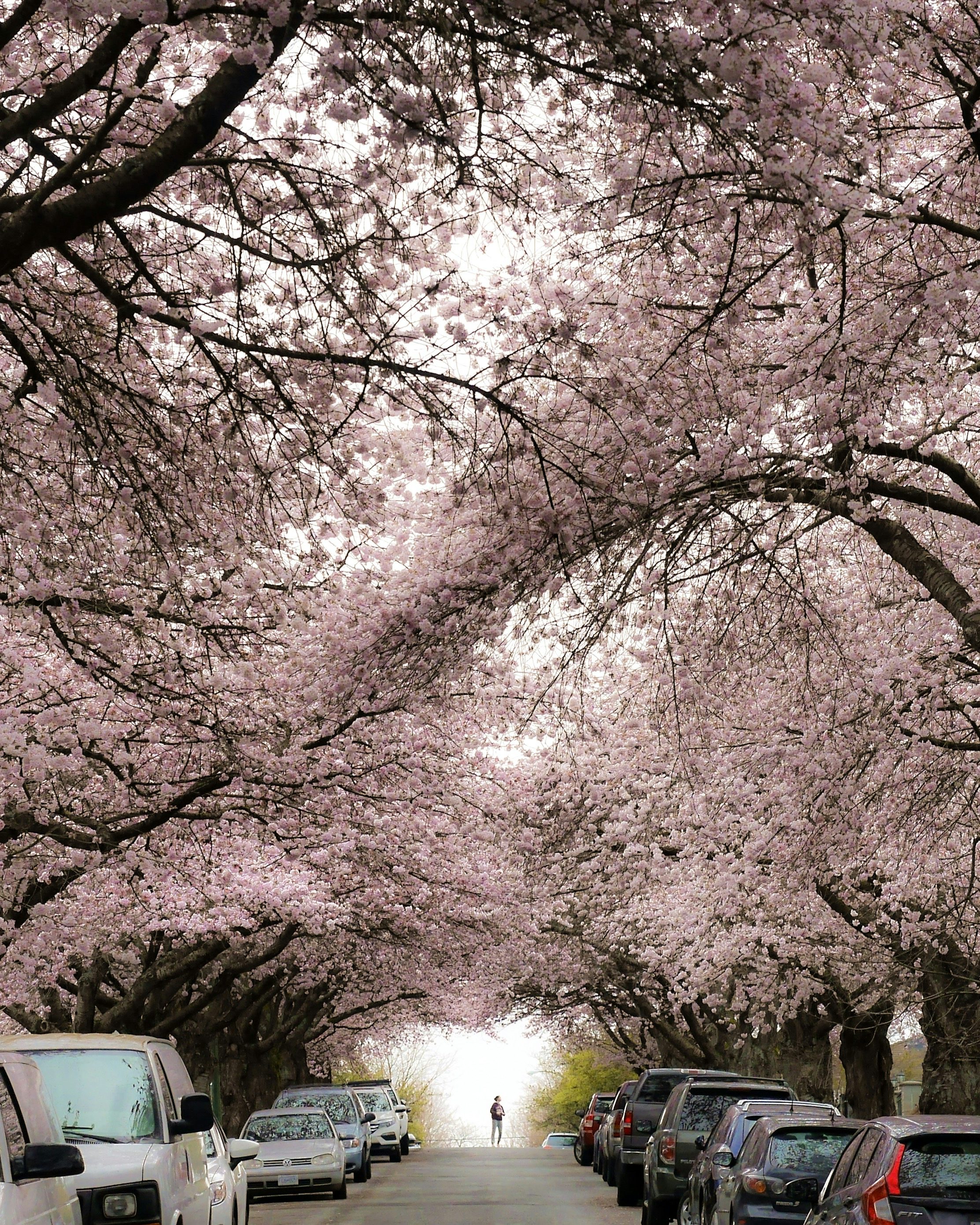 7 Spots To See Vancouver S Cherry Blossoms
