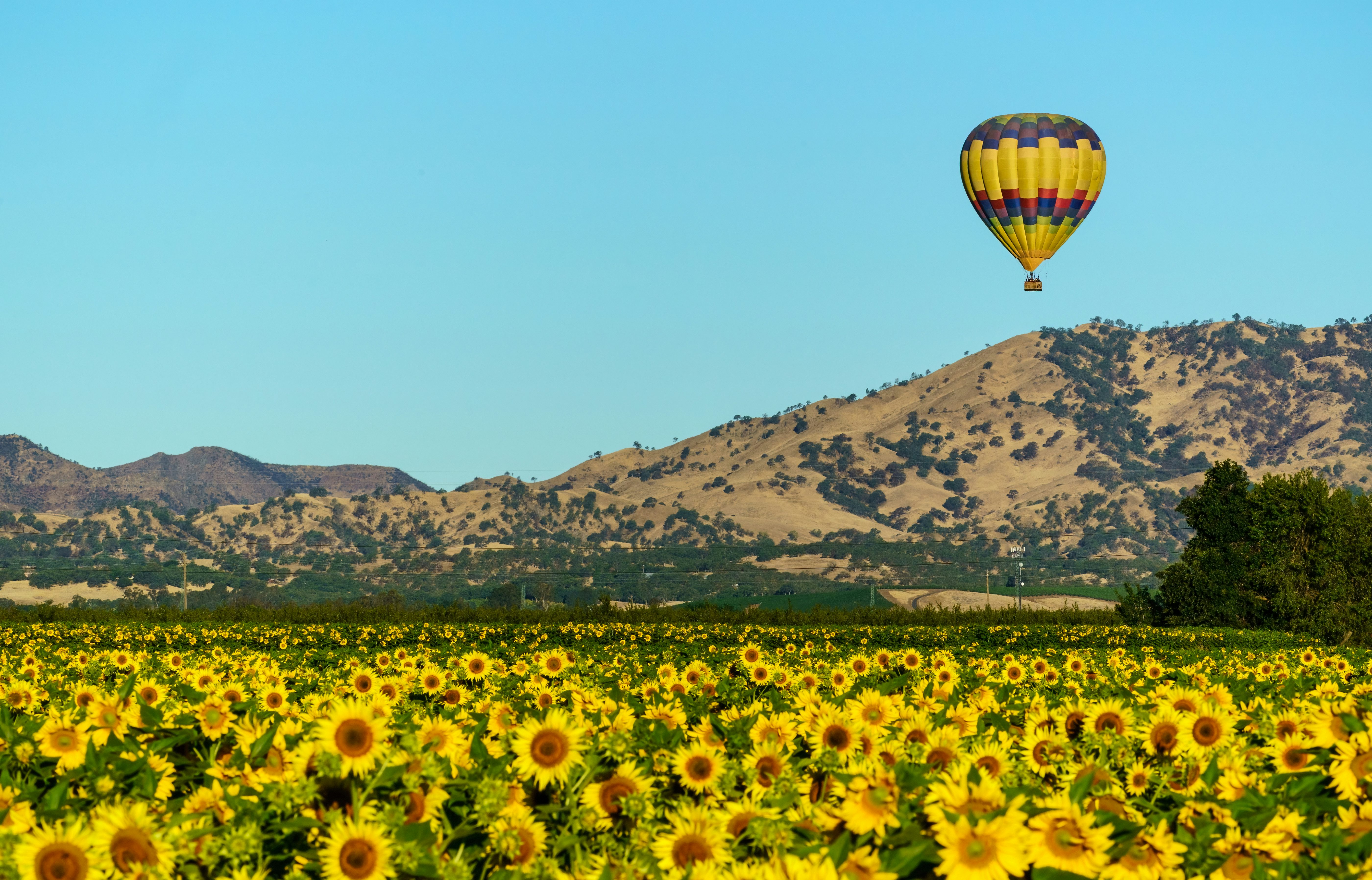 View the Sunflower Bloom in Yolo County, California