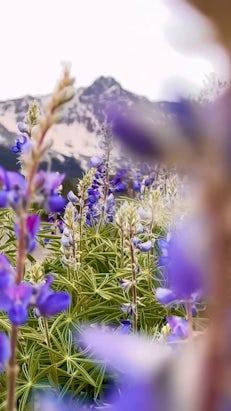 Wildflowers in Ouray, Colorado — Visit Ouray