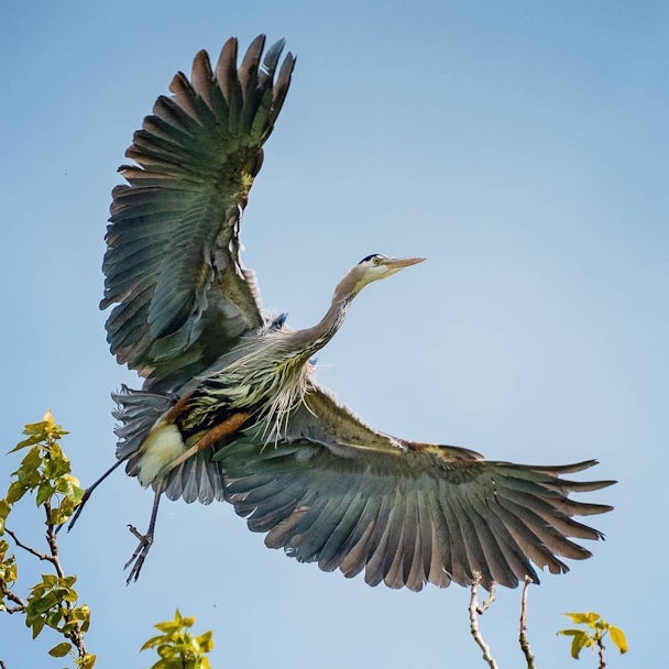 Pacific Great Blue Heron - Nature Canada