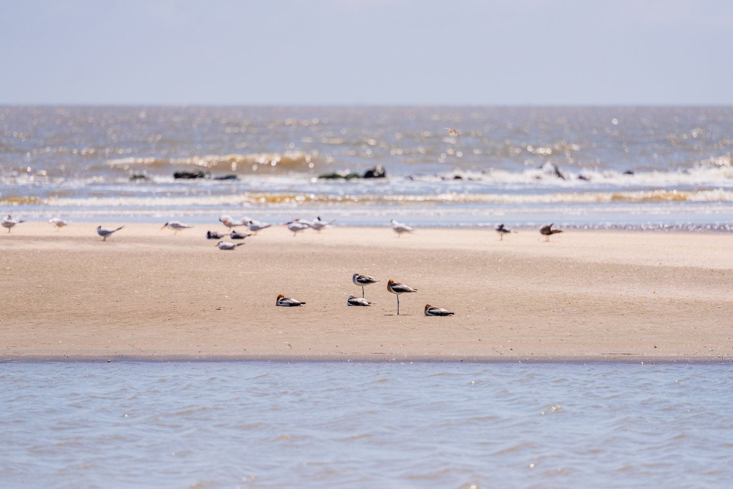 Birding Between Lake Charles and Beaumont